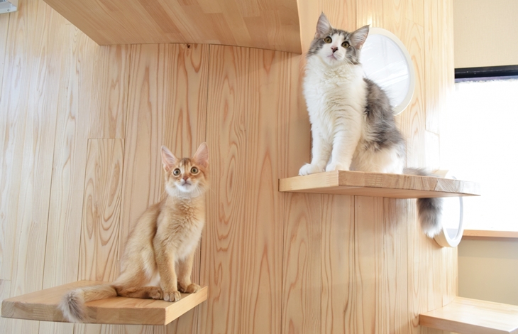 ャットタワー・キャットスペース